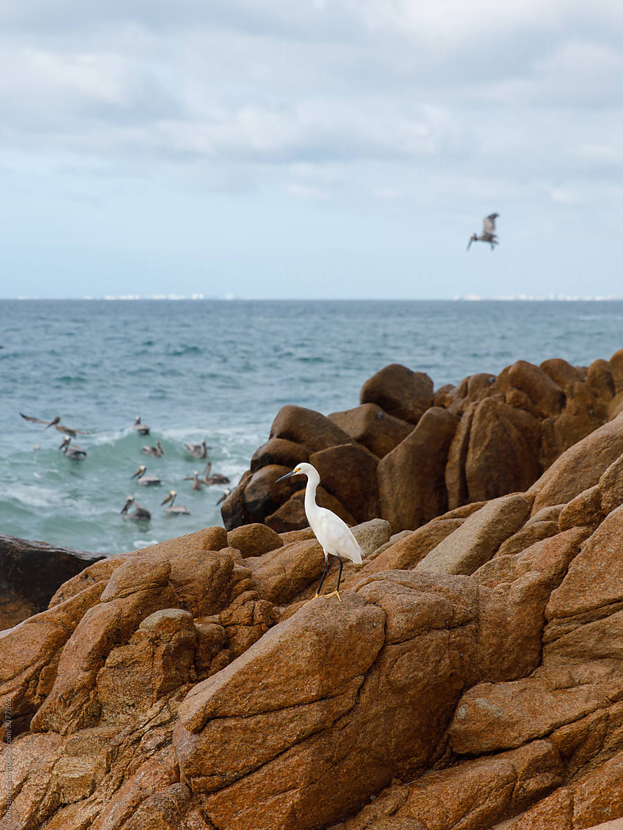 Pelican stands on oceanfront rocks and boulders.