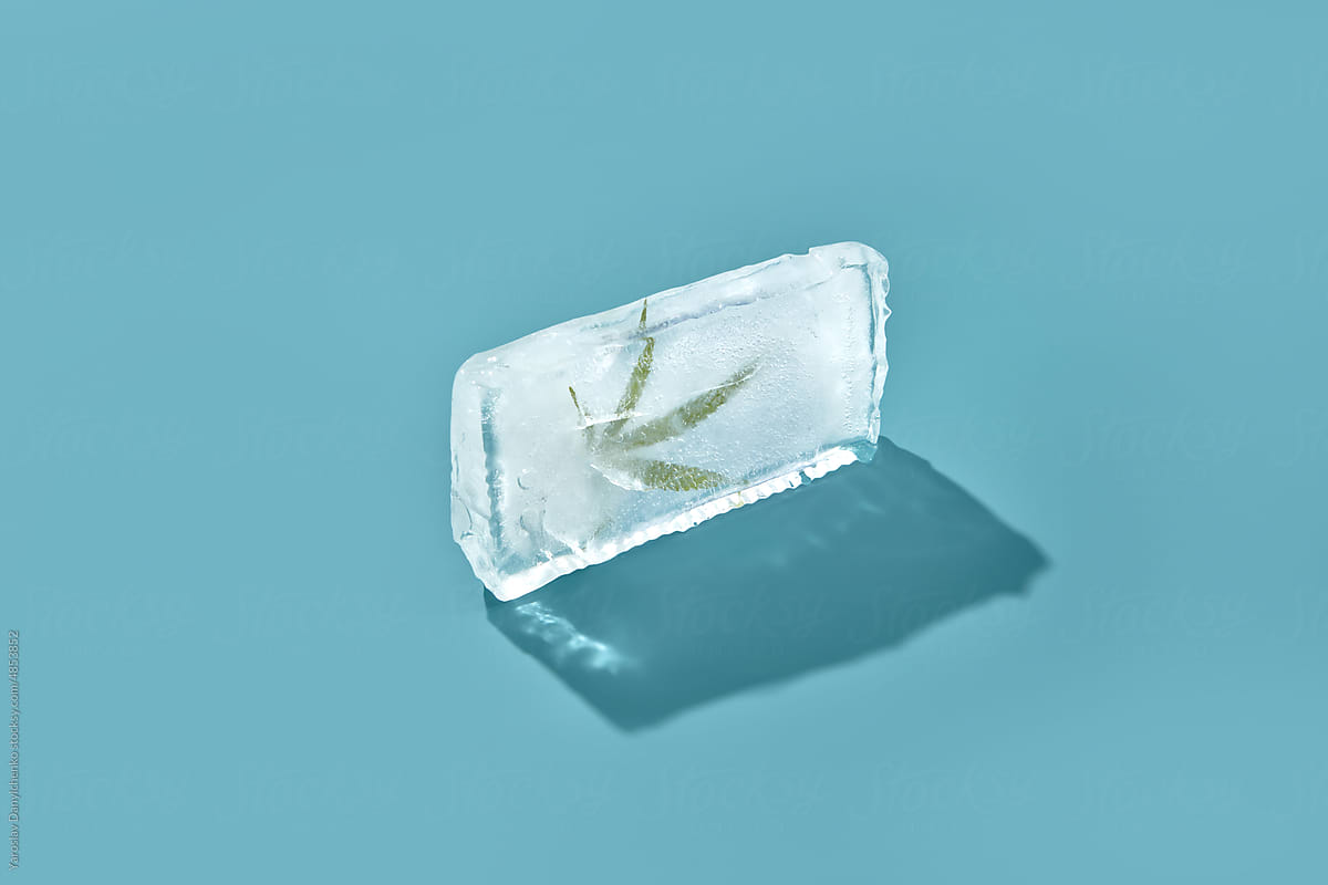 Cannabis frozen in ice on blue background.