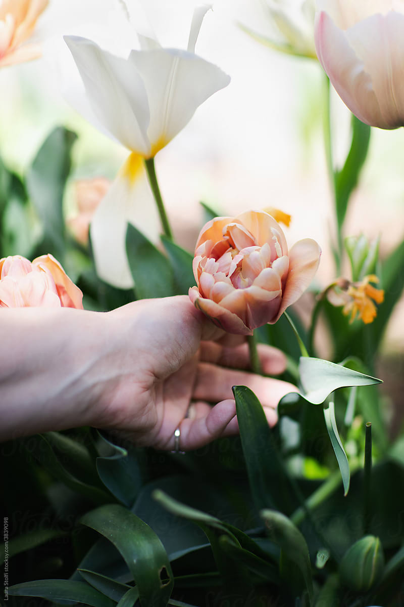 Hand touching tulip in garden