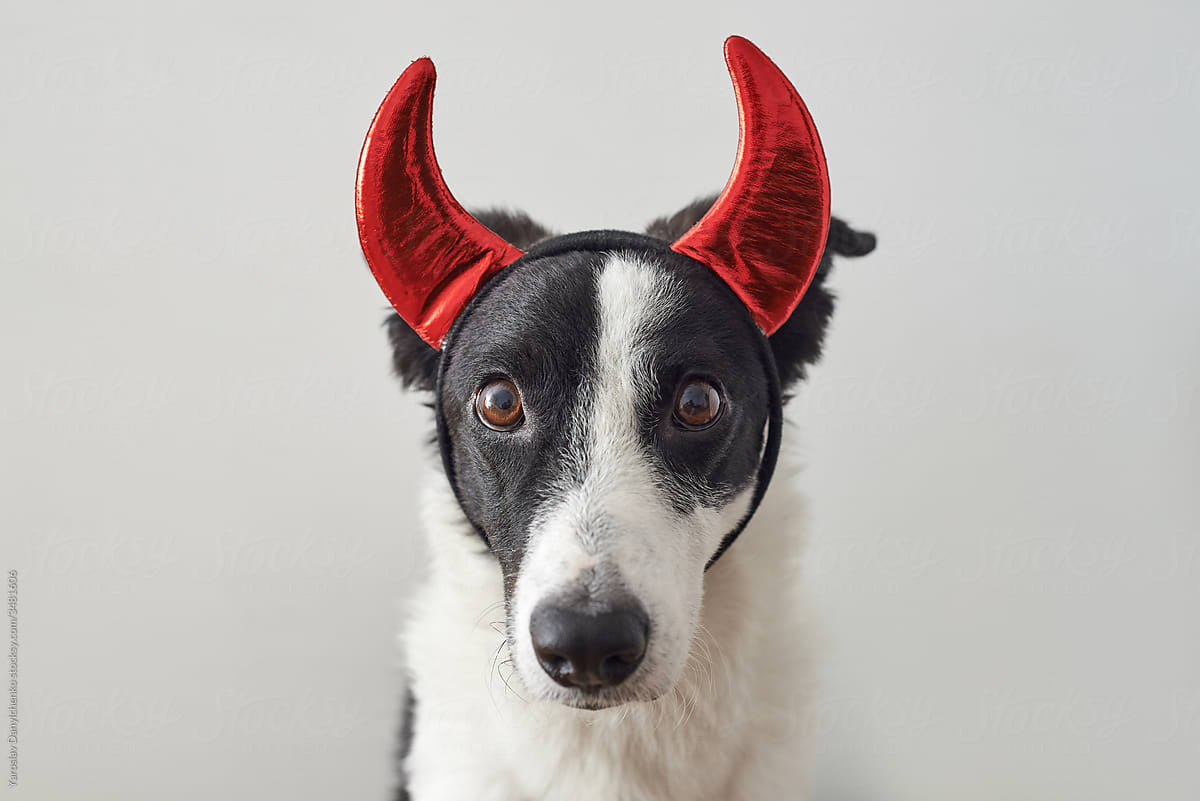 Dog wearing red devil\'s horns as a Halloween costume.