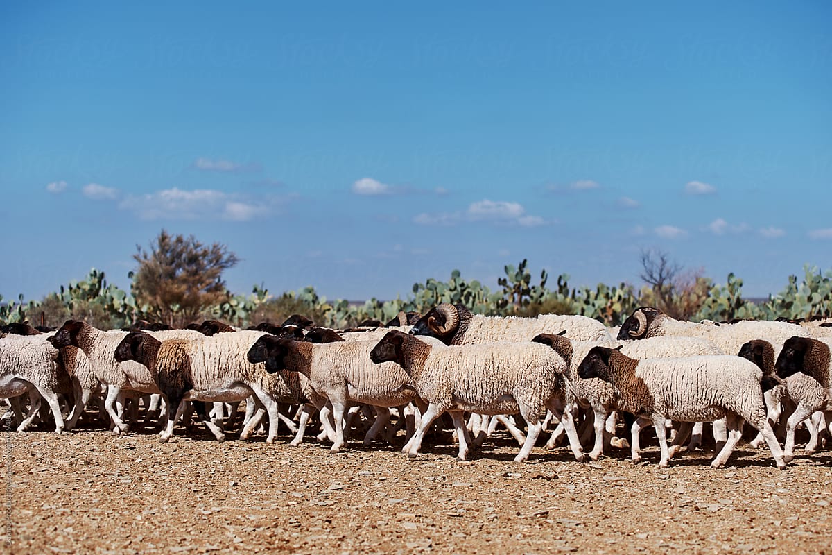 Dorper sheep farm