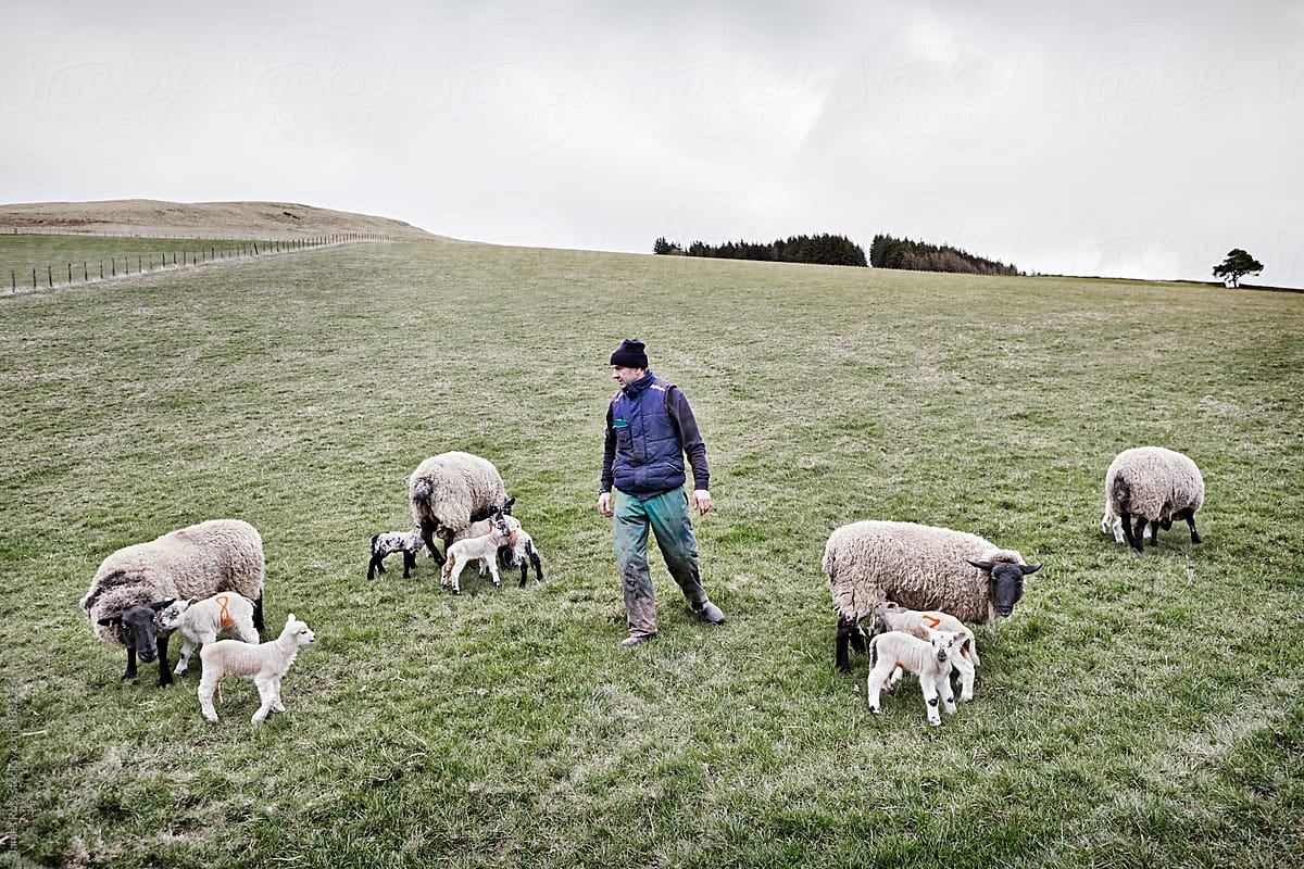 Checking the Lambs