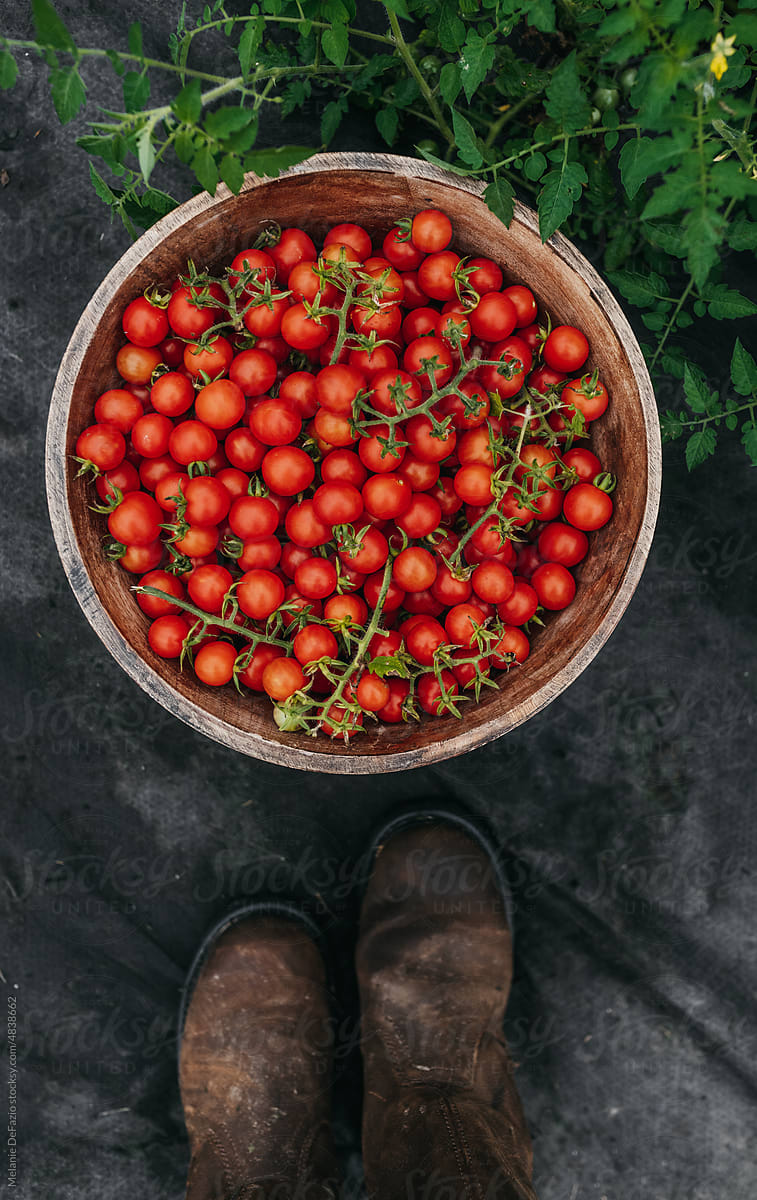 Ripe Cherry tomatoes