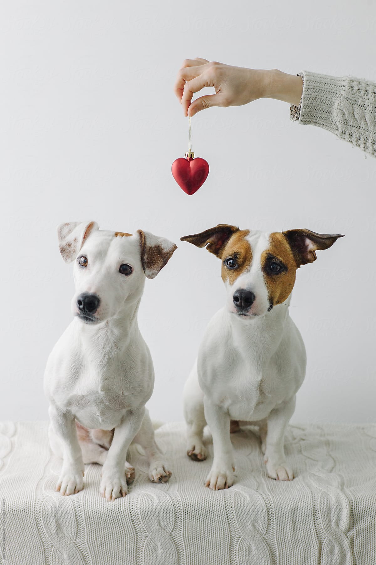 Dogs and hand holding plastic heart