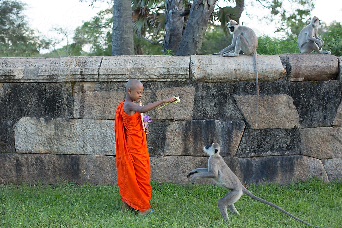 Novice monk with grey langur monkey. Sri Lanka.
