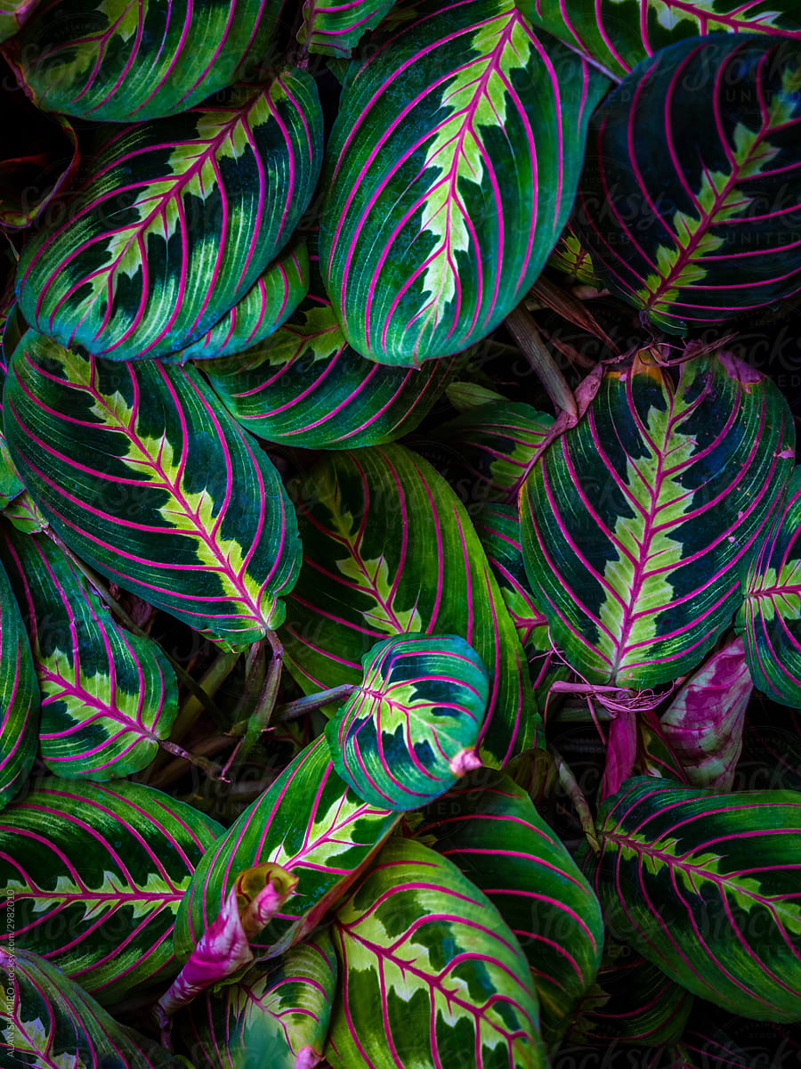 Variegated Leaves Of The Prayer Plant (Calathea)" by Stocksy Contributor  "ALAN SHAPIRO" - Stocksy