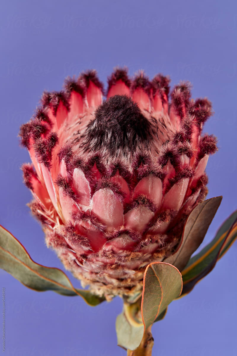 Fresh exotic protea flower against violet studio background