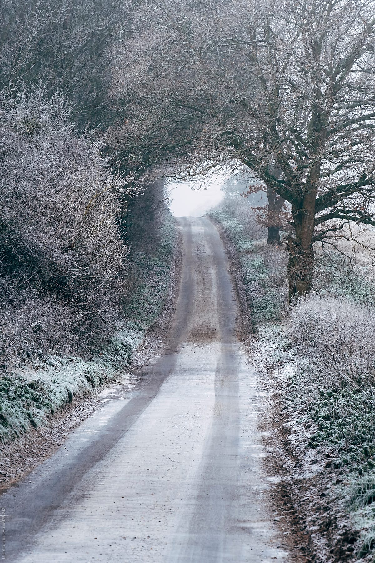 Icy road and frost covered trees in fog. Norfolk, UK.
