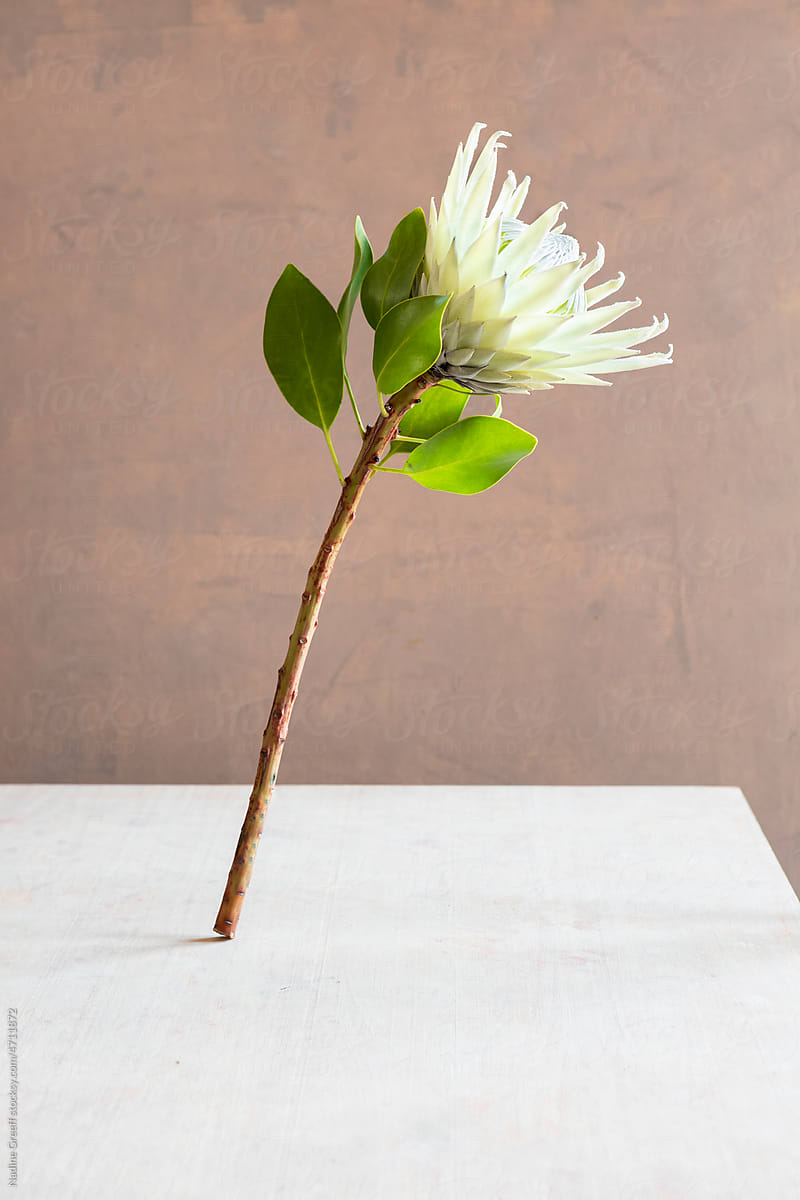 White protea flower minimal background still life