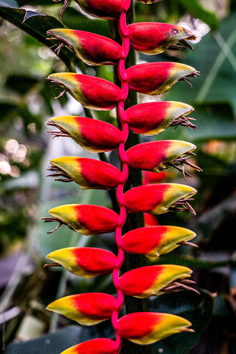 Lush tropical plant with flower