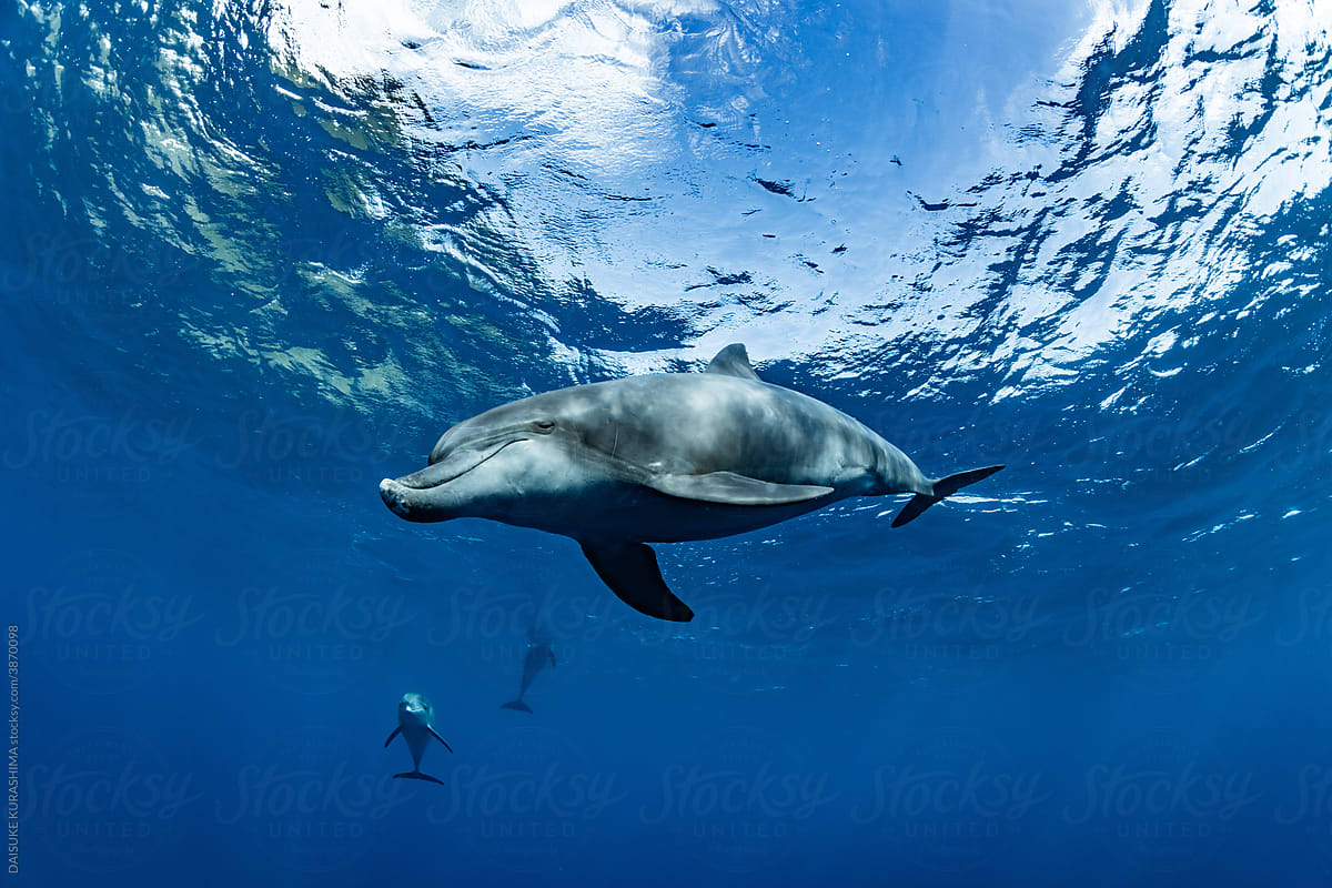 Southern white-sided dolphin