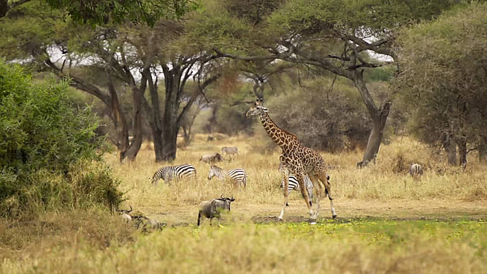 Cheetah Camouflage Africa by Stocksy Contributor Kike Arnaiz