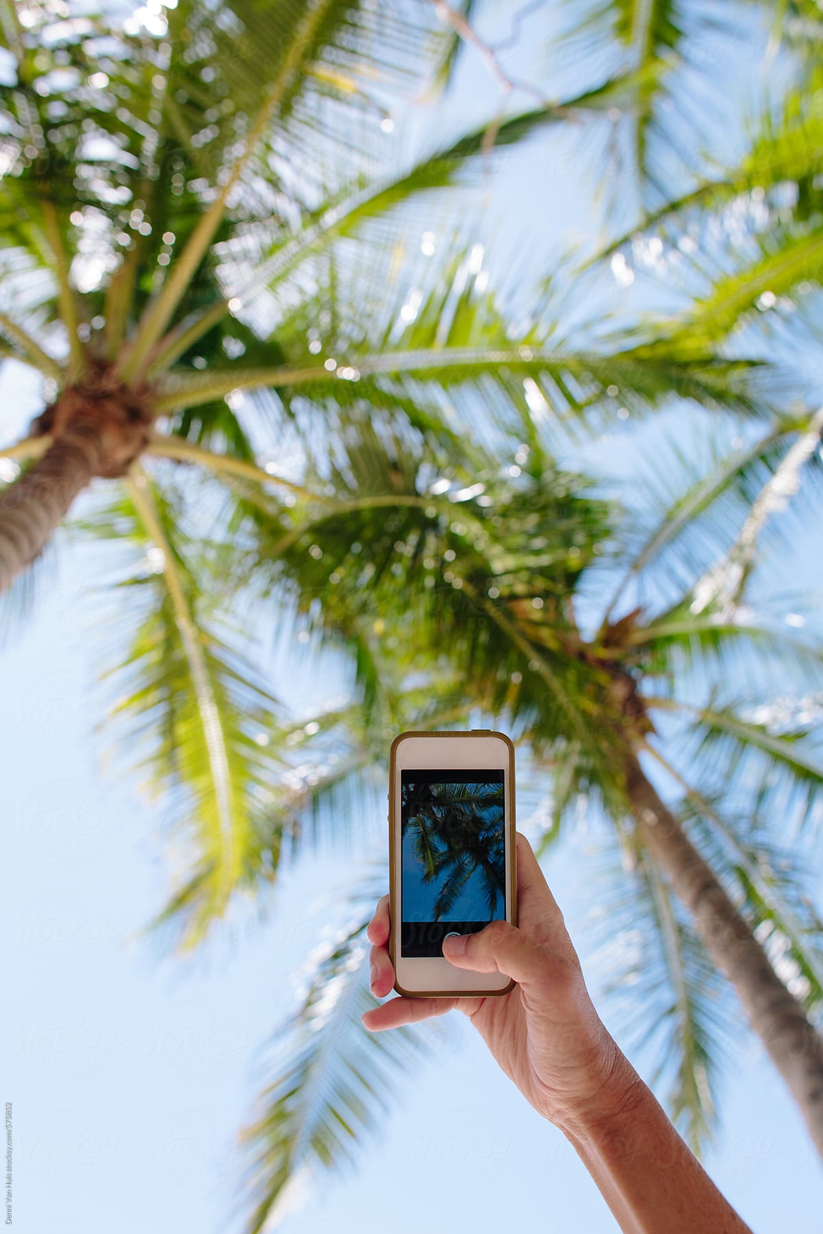 Woman taking a photo under the palm trees with her phone.