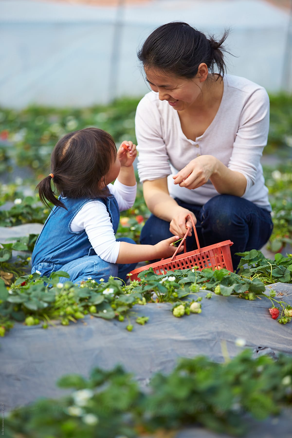 little asian girl picking strawberry with her mother