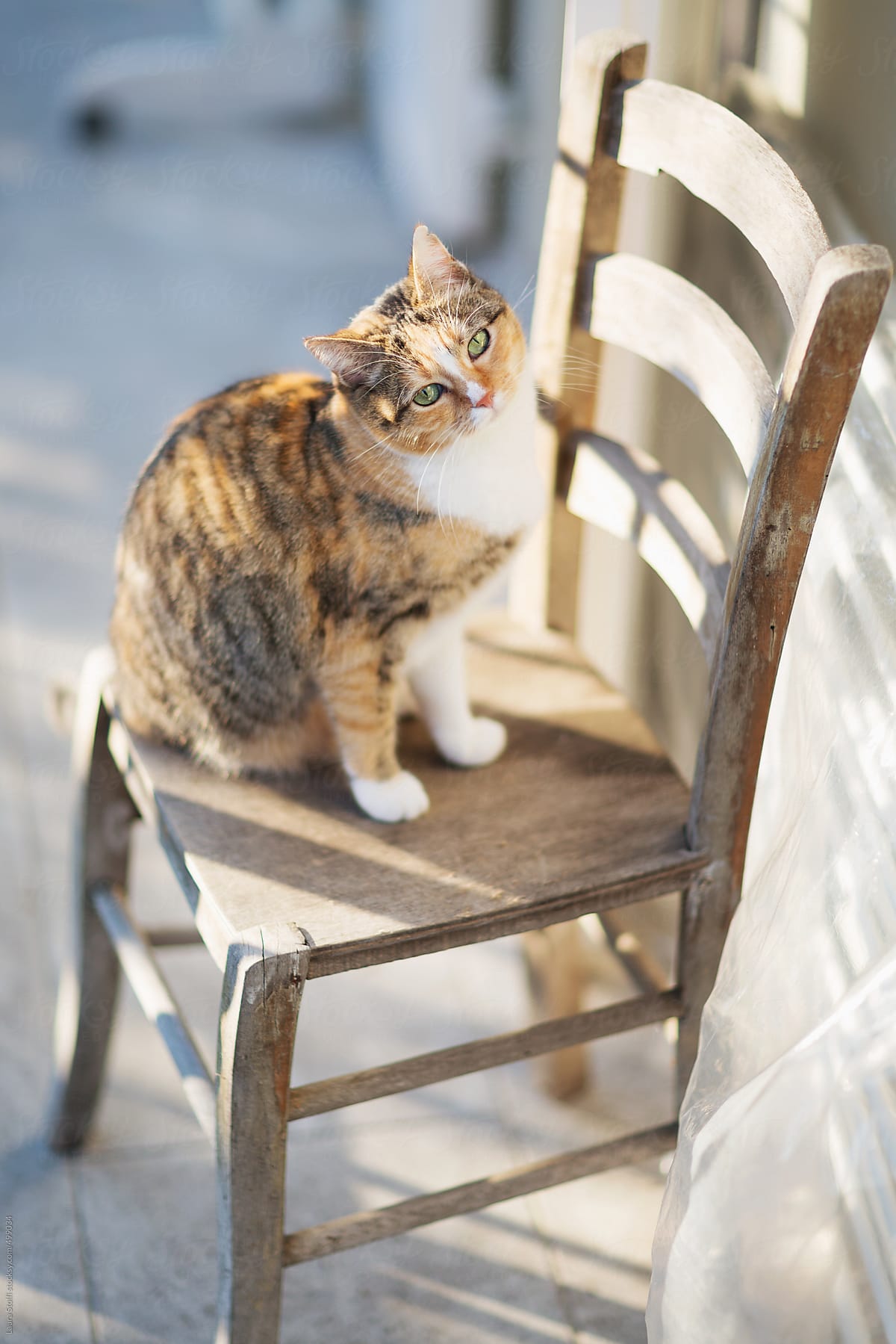 Cat sits on chair in the sun in garden