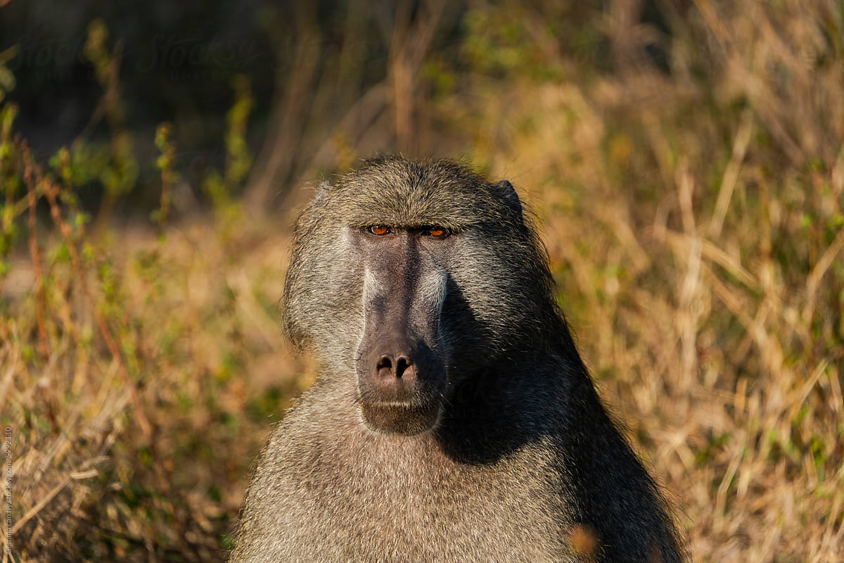 Baboon Portrait in Natural Habitat