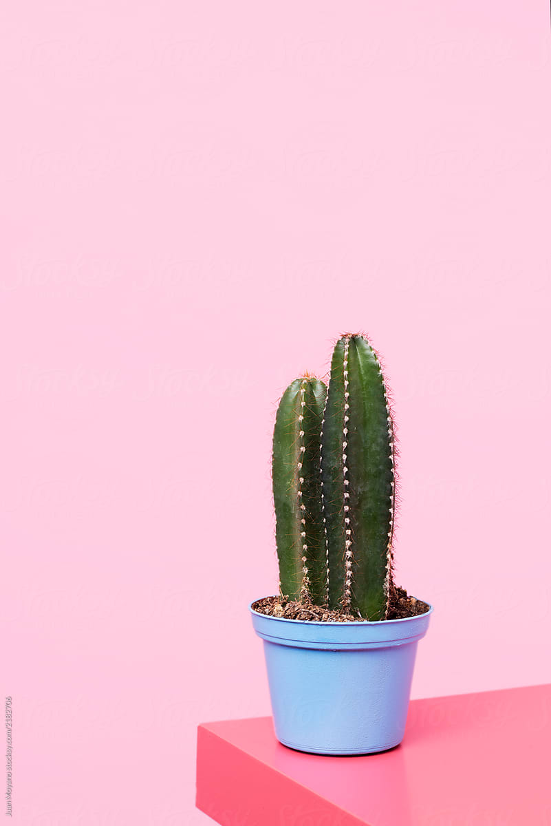 Cactus On A Pink Background" Stocksy Contributor "Juan Moyano" - Stocksy