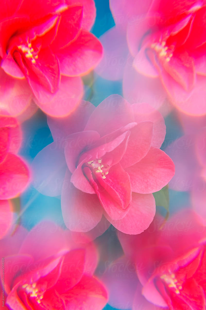 Close-up of pink camellia flowers