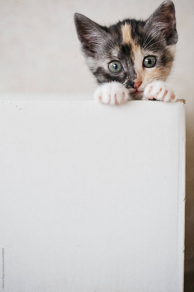 Cute little cat in a box is looking at the camera