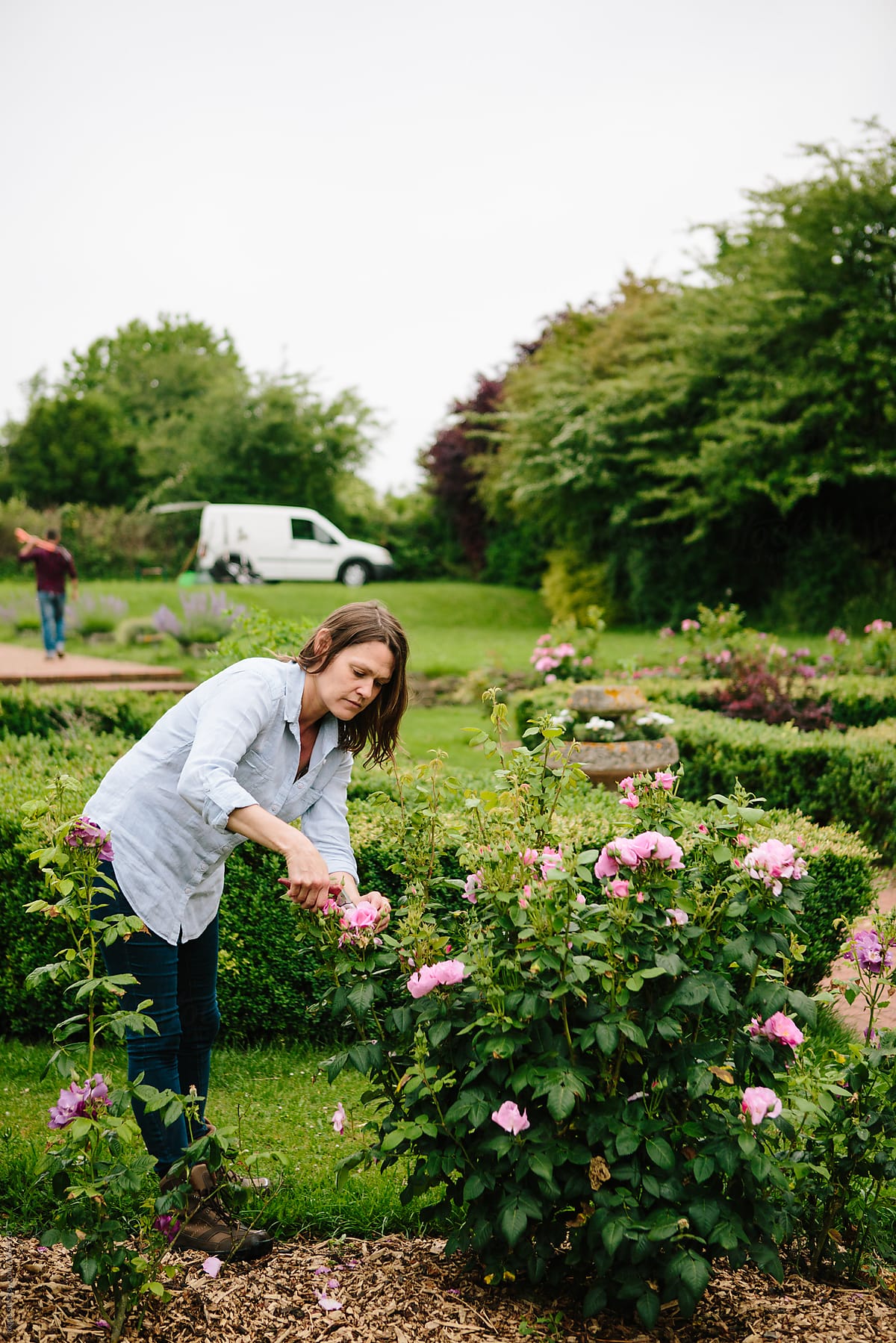 Anonymous woman pruning roses to remove dead flowers and encourage new flowers to grow
