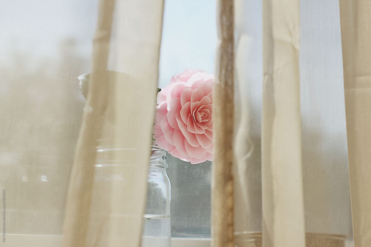 Camelia flower behind curtains