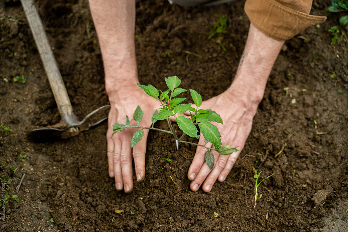Close-up of  man hands planting vegetable plants on garden