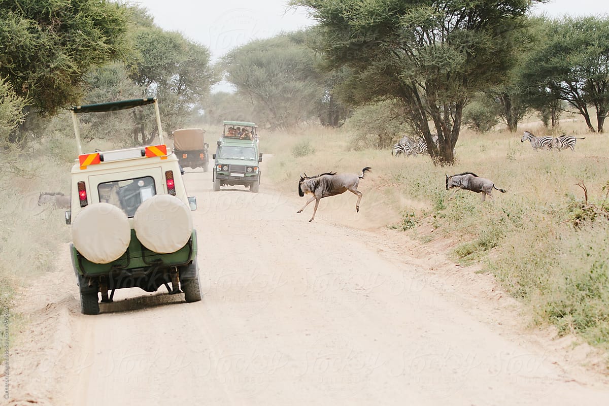 safari vehicles stopped at wildebeest crossing