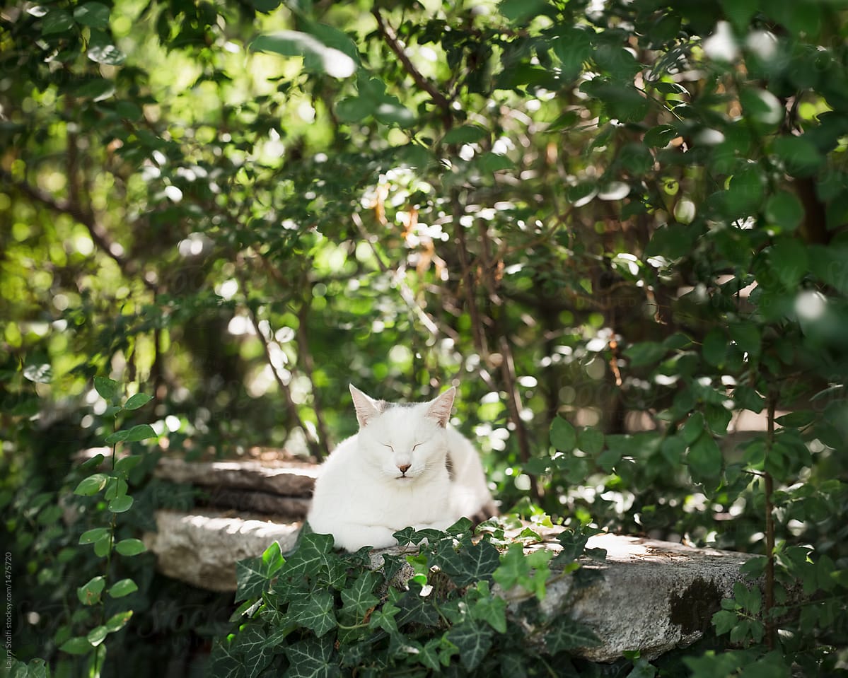 White cat napping on old stone bench in garden under lush plants