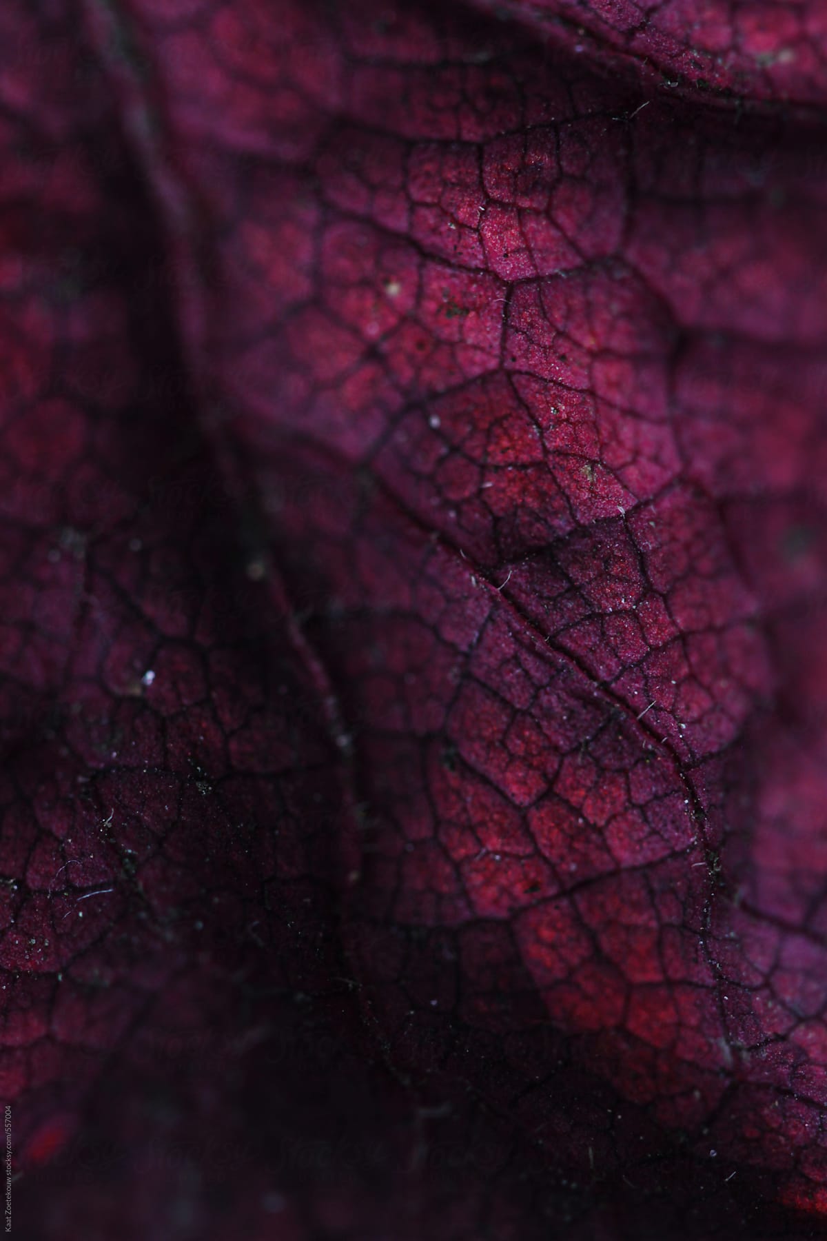 Close-up of a dried purple Heuchera leaf