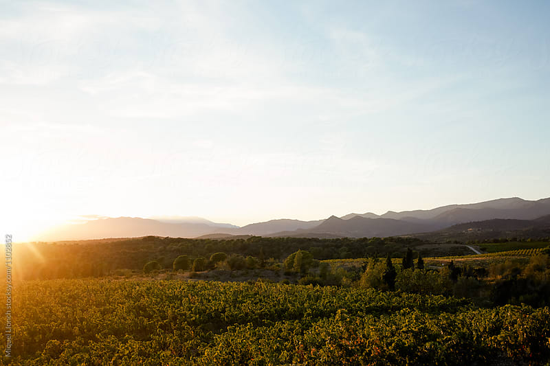 Landscape of vineyards at sunset