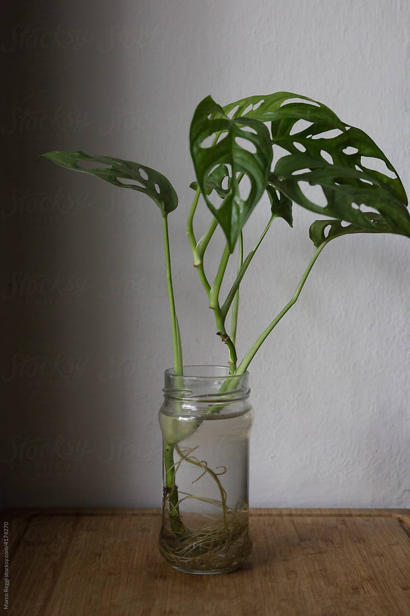 Monstera plant cutting in a jar.