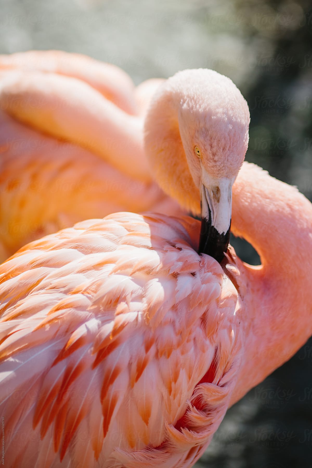 Pink flamingo bird grooming