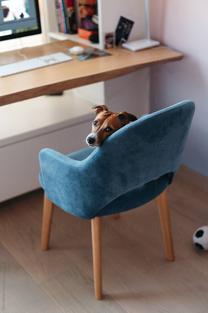 Sitting dog in owner\'s chair.