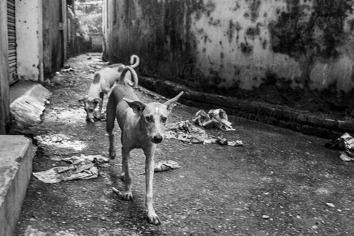 Street dogs in Asia.
