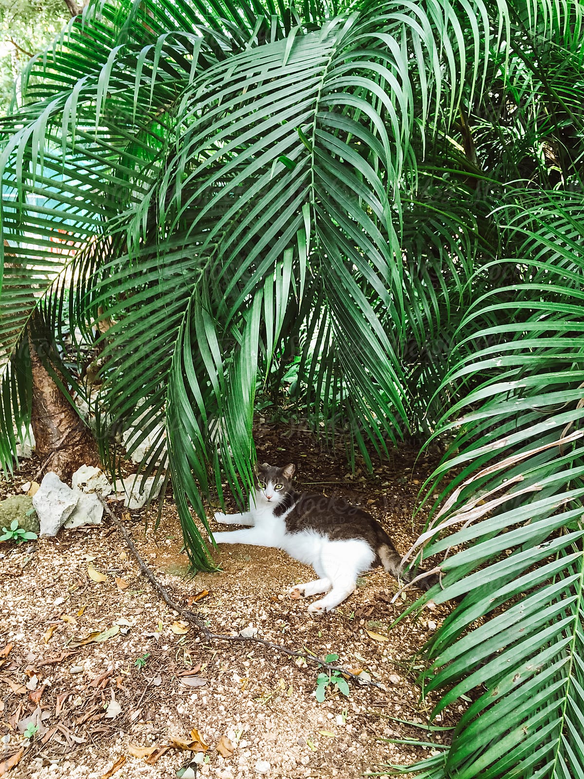 Cat hiding in tropical plants