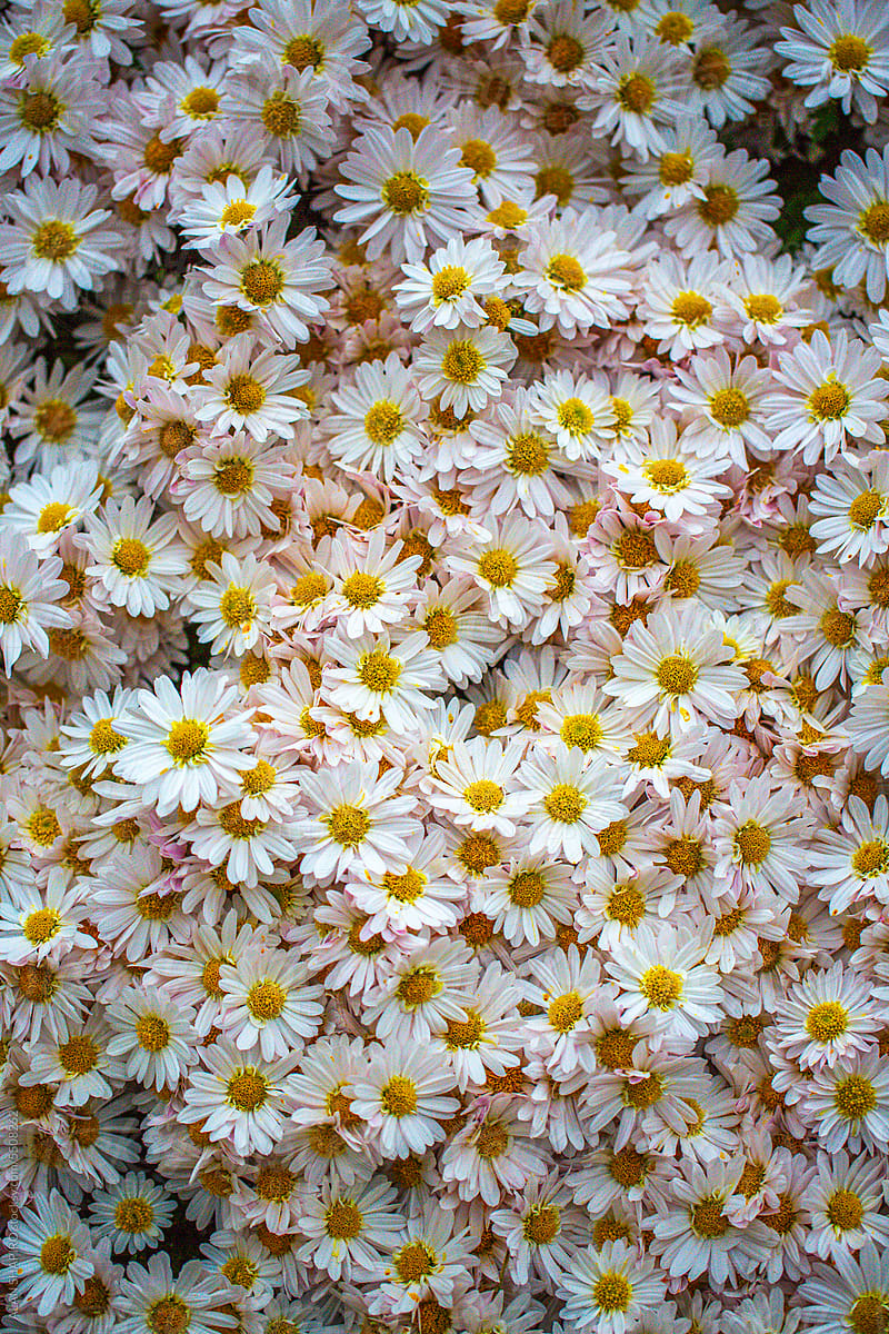 white and yellow thousand-stem chrysanthemum