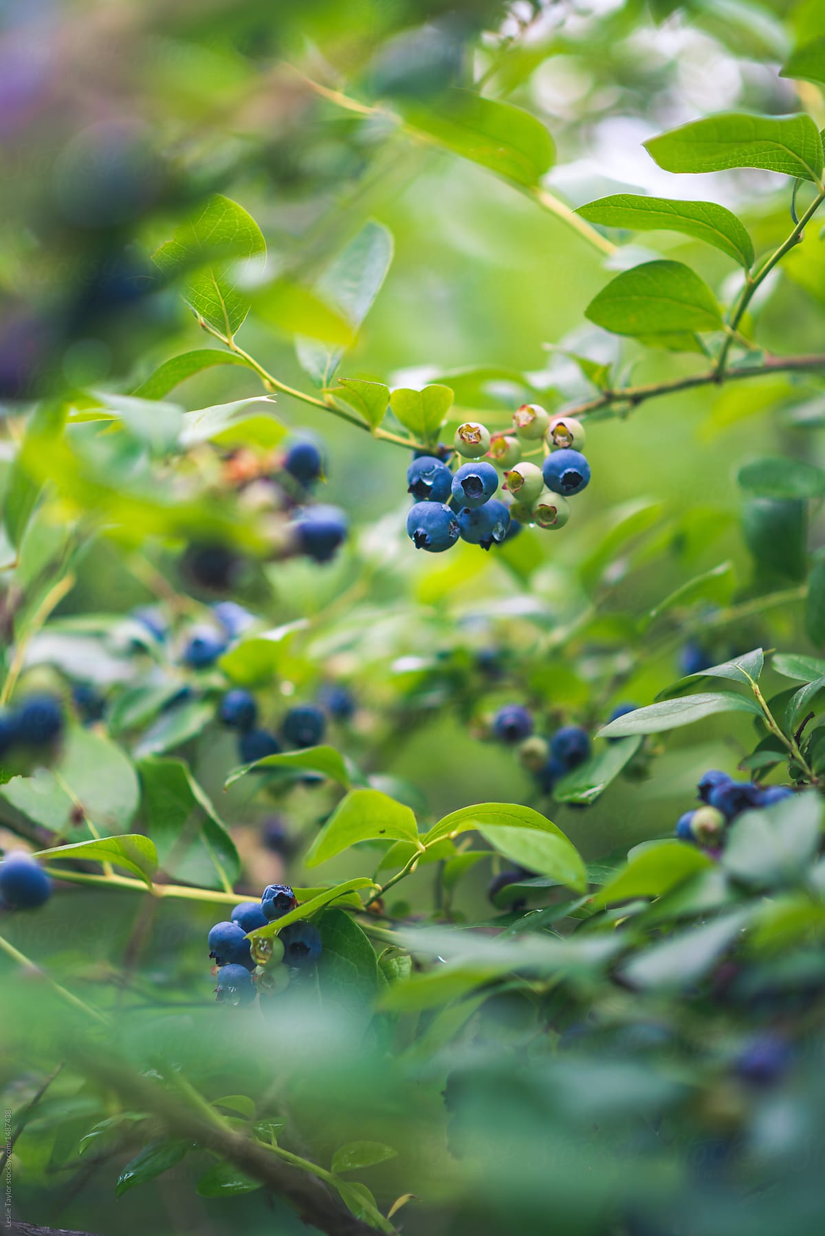 A cluster of blueberries on a bush