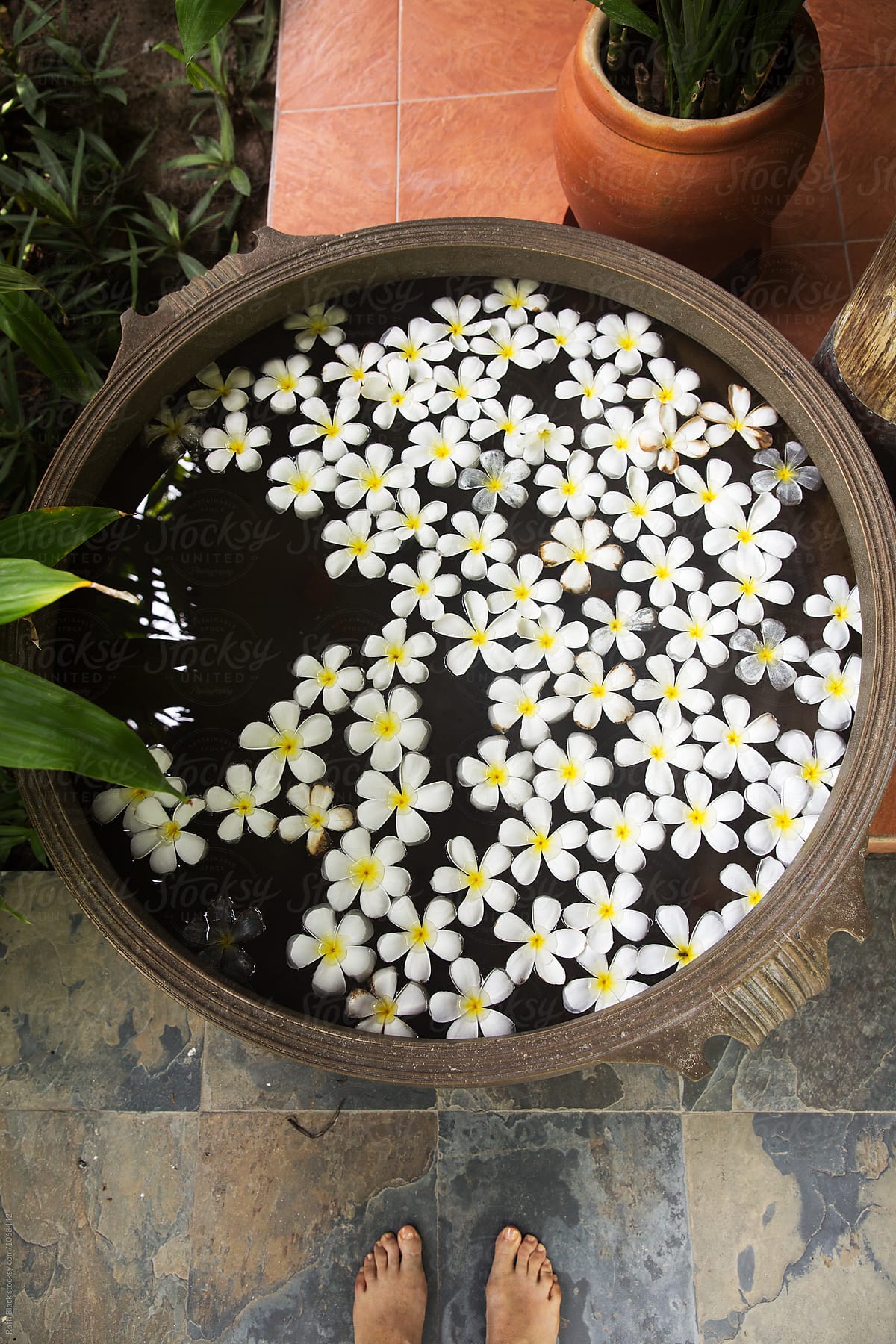 Frangipani flowers floating in a stone bowl