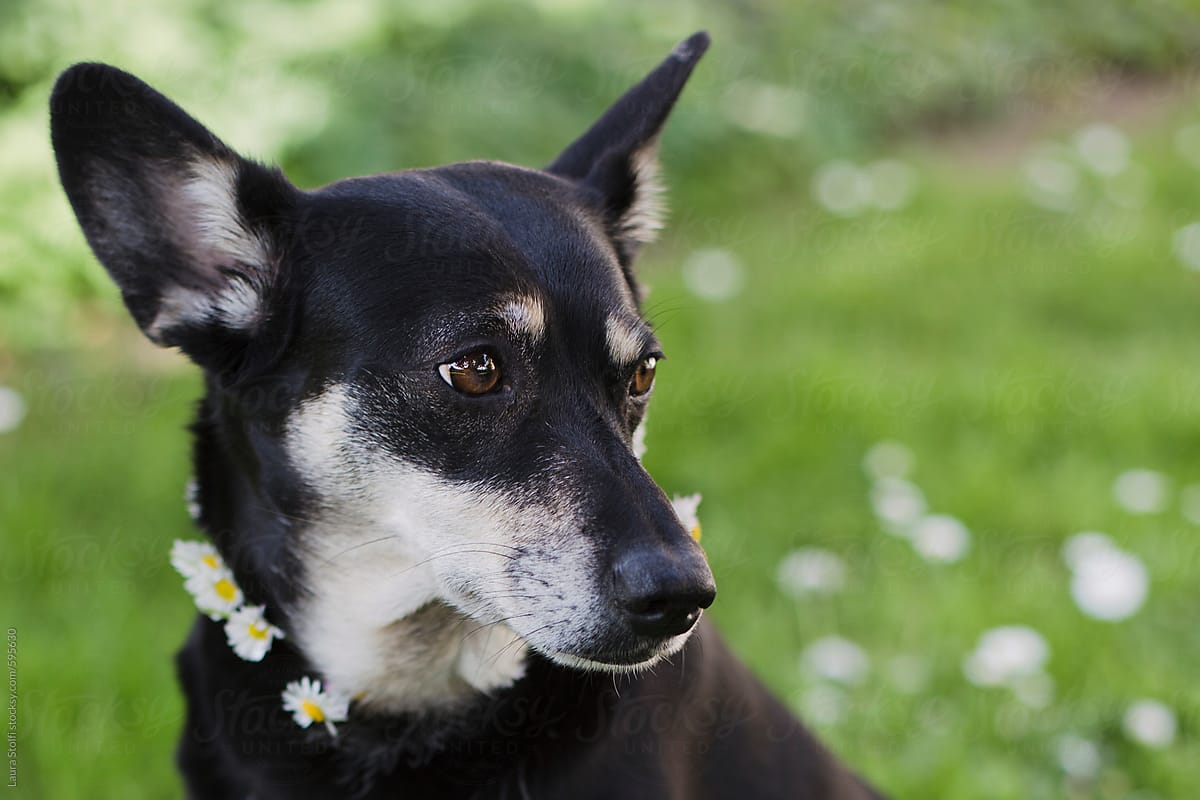 Close-up of little dog wearing a flower crown as collar