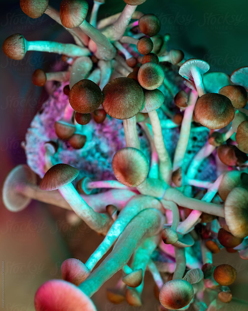 Colourfully lit Psychedelic Mushroom Canopy