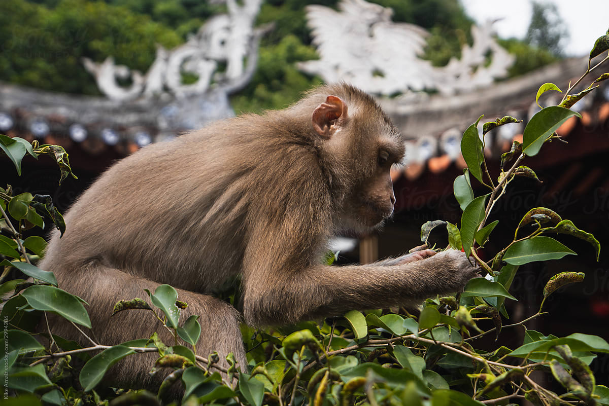 Monkey feeding on the fruits of a tree