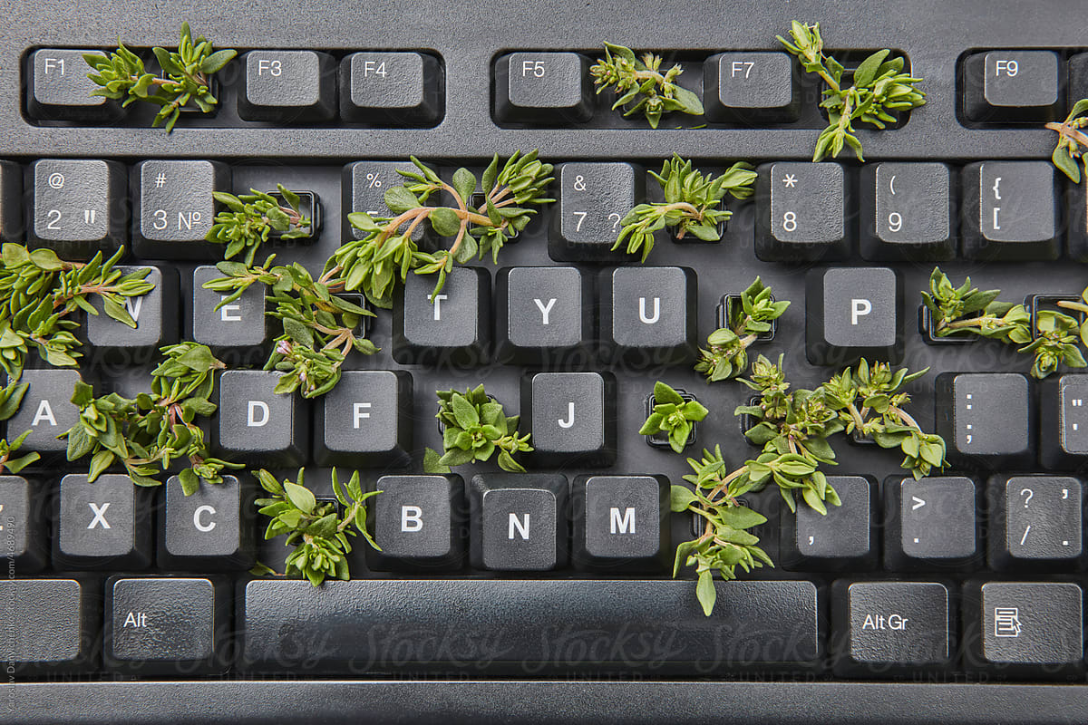 Plants growing out of computer keyboard