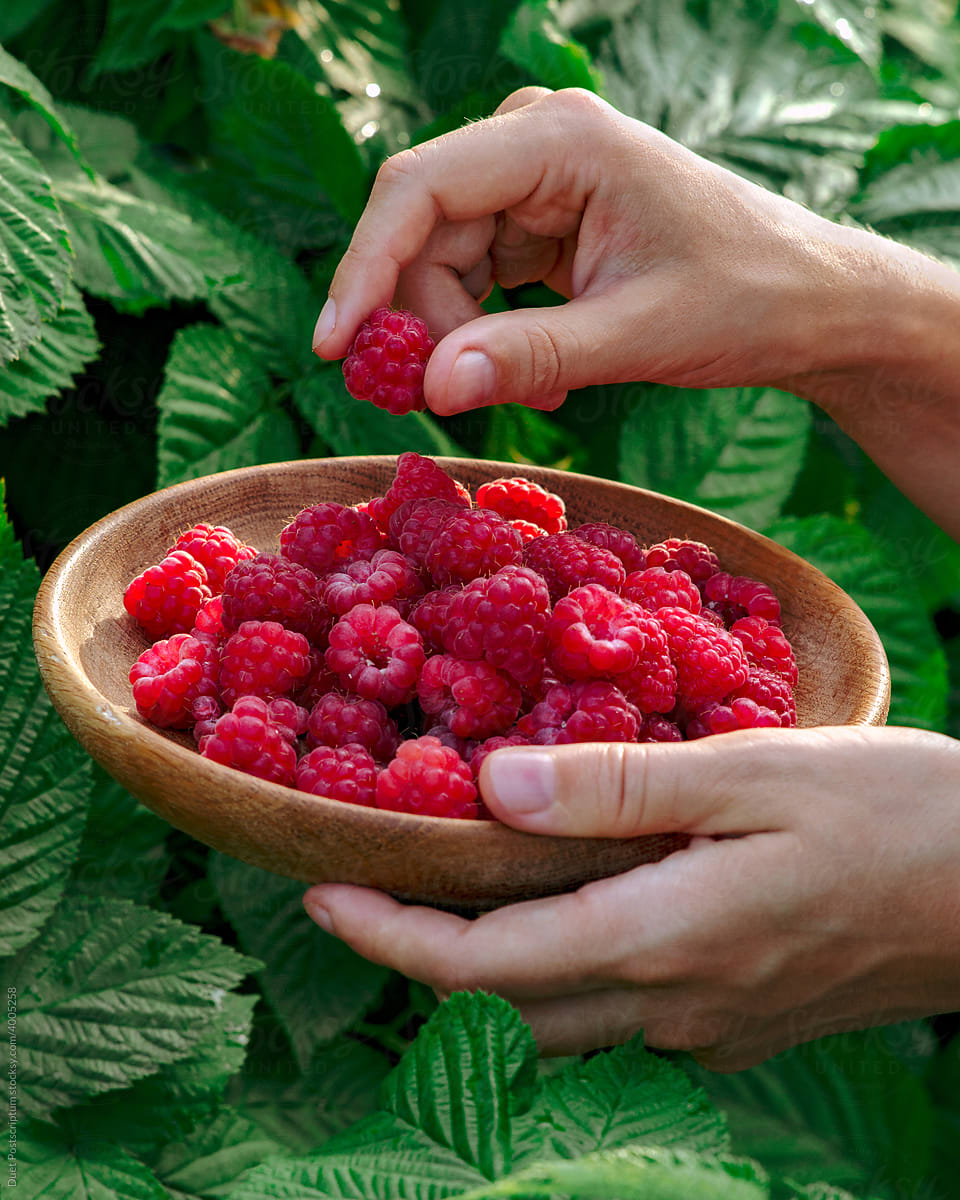 Young woman picks raspberries from a bush