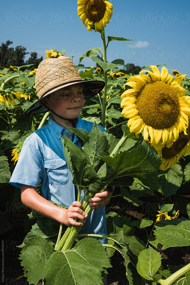 Young boy holding a large sunflower.