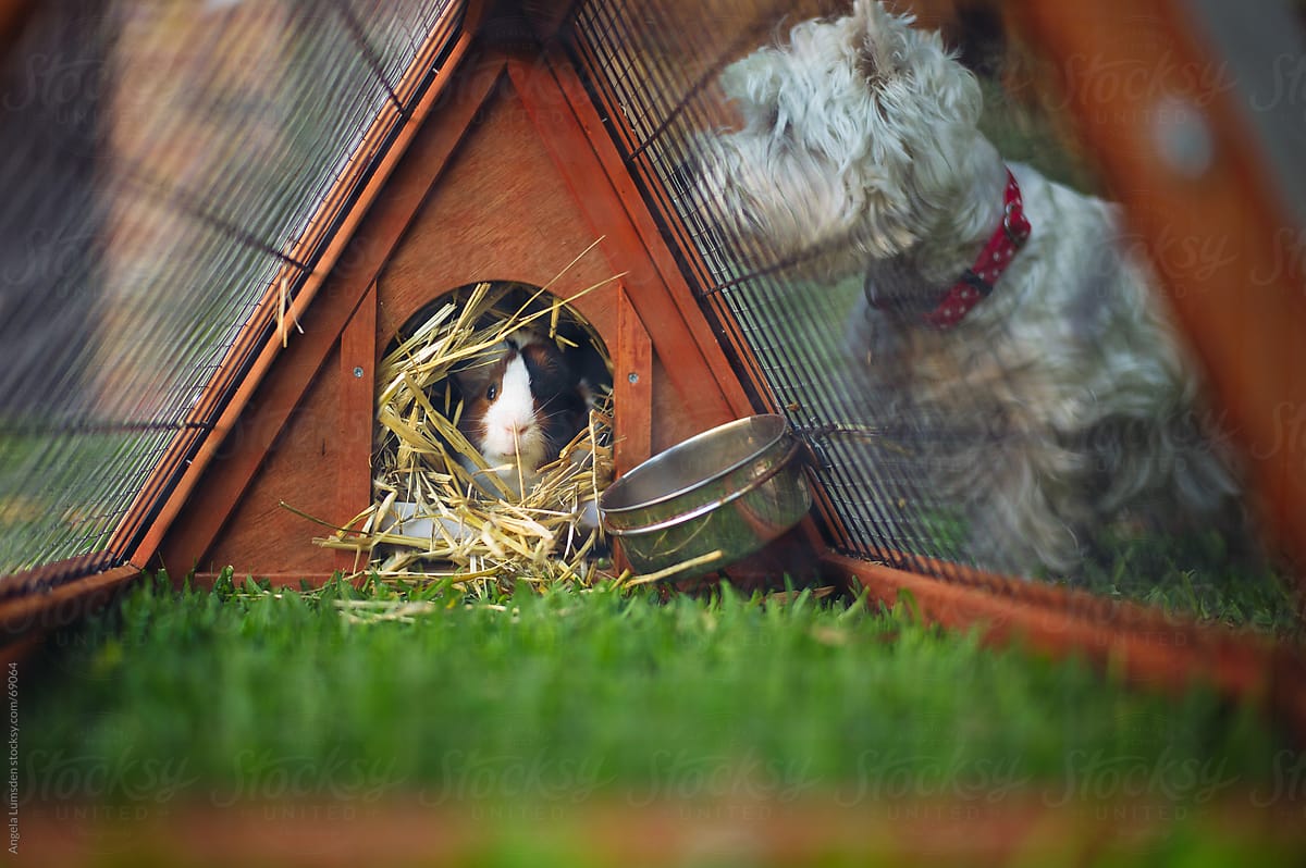 Guinea pig sitting in a hutch while a dog looks in