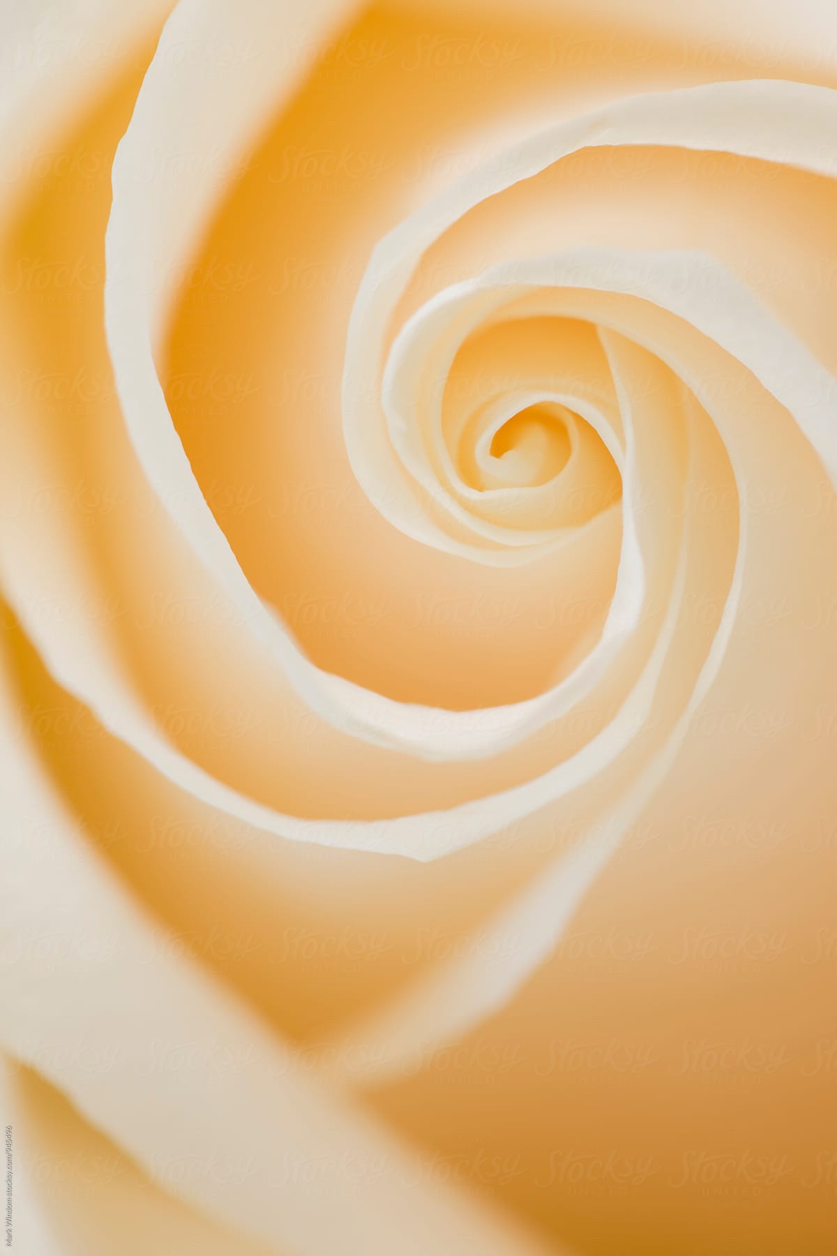 Rose Petal Spiral