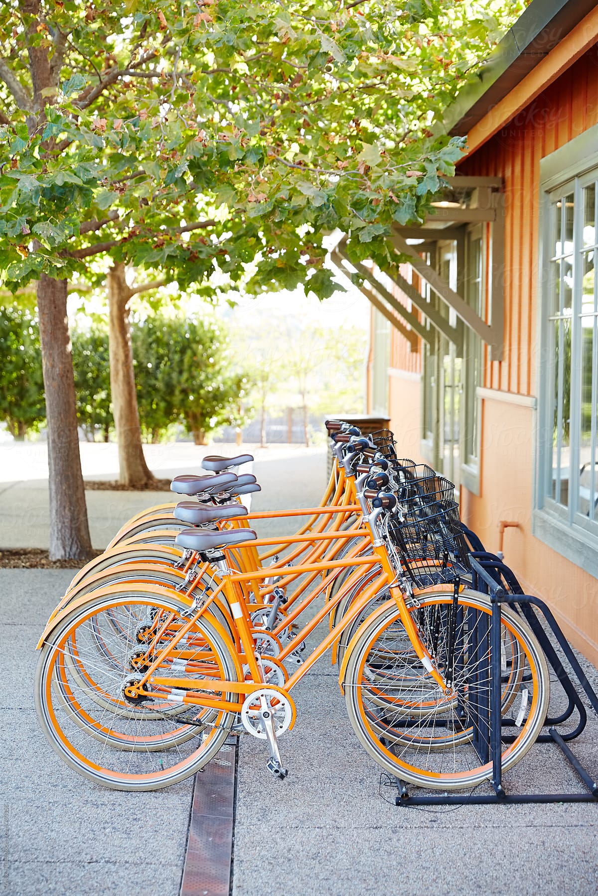 Row of orange cruiser bikes at resort