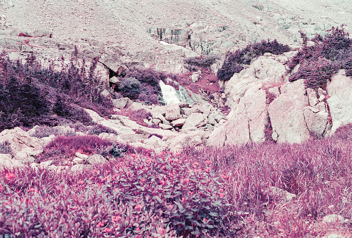 Rocks on a mountain surrounded by purple grass