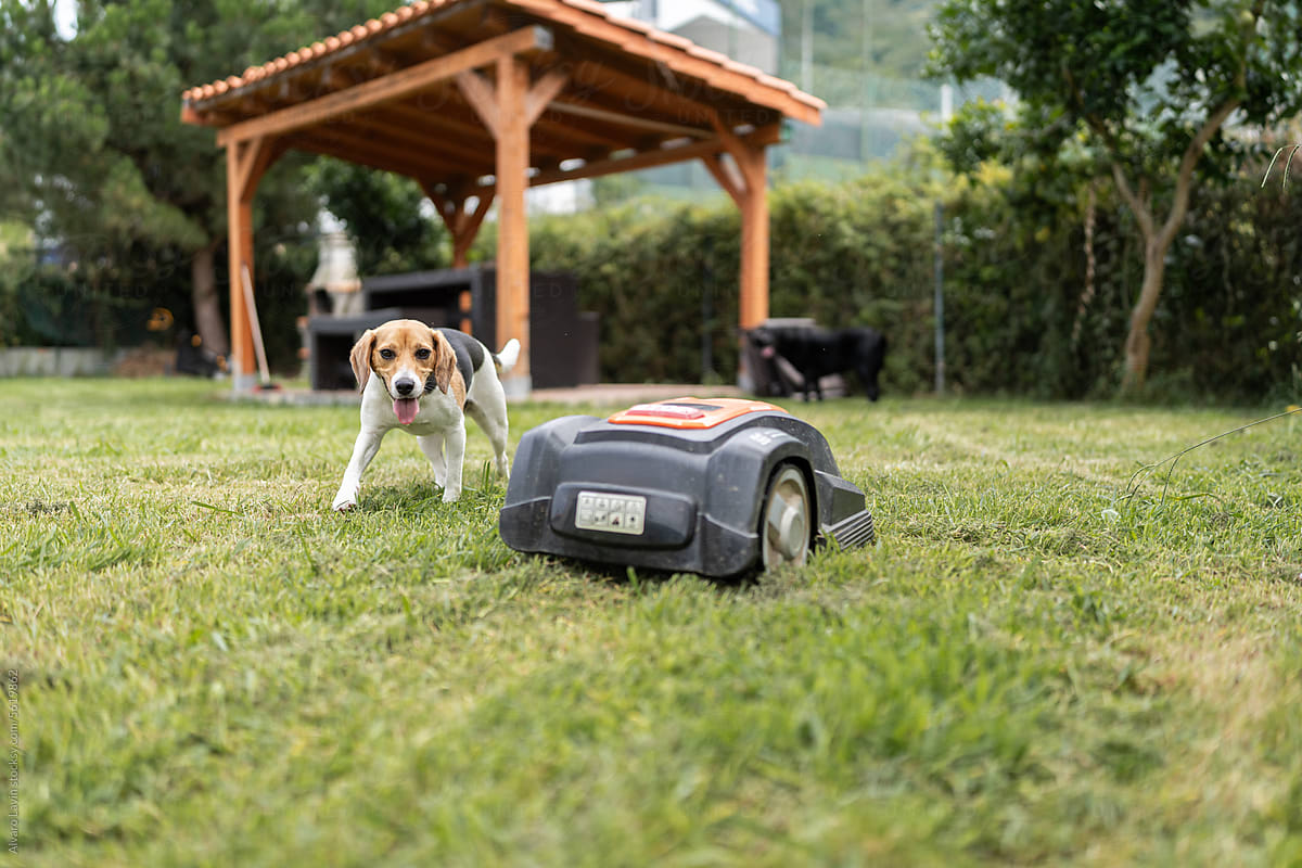 Dog and lawn mower robot.