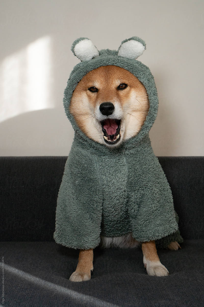 Surprised Dog in costume